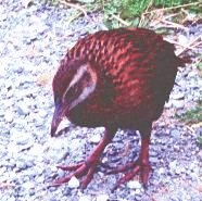 Weka - The bird